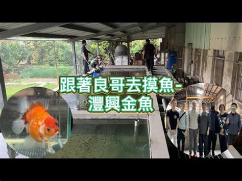 灃興金魚|近年來台灣金魚自繁的級數越來越高...